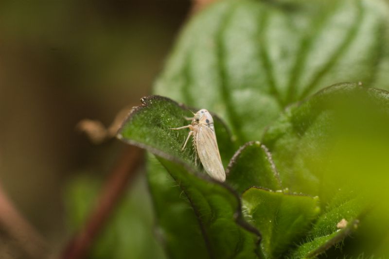 Cicadellidae: Austroagallia sinuata ?  S